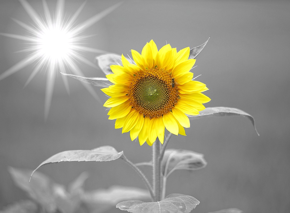 sunflower-972115_960_720